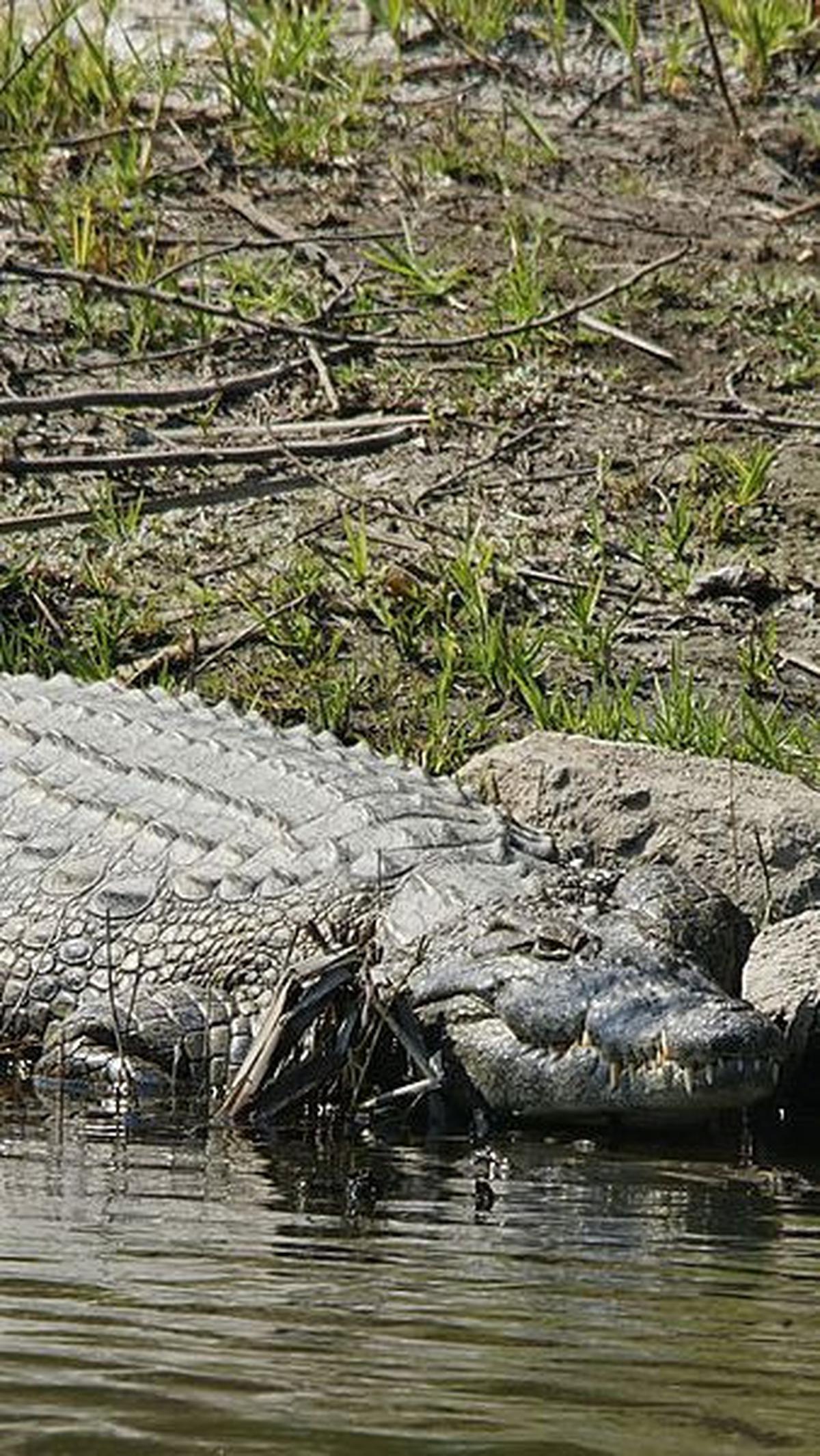 3. Buaya Nil