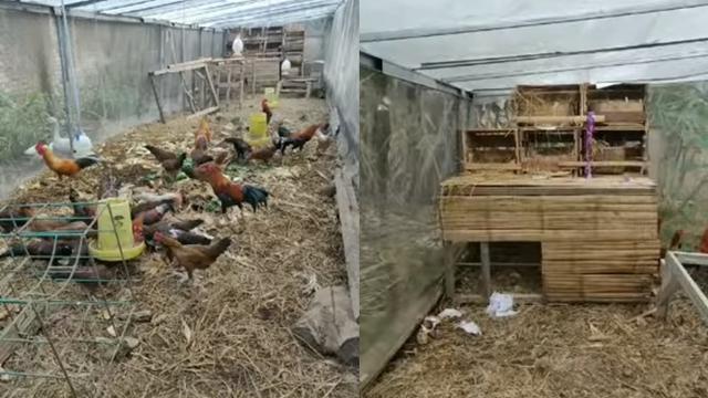 Cerita Sukses Kembalikan Peran Ayam di Kebun, Bantu Olah Food Loss hingga Hasilkan Kompos
