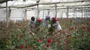 Pekerja pertanian membawa mawar yang dipilih untuk Festival Sant Jordi di Santa Susanna, dekat Barcelona, Spanyol, Selasa (20/4/2021). Saat Festival Sant Jordi, pria akan memberi mawar kepada wanita dan wanita akan memberi buku kepada pria. (Josep LAGO/AFP)