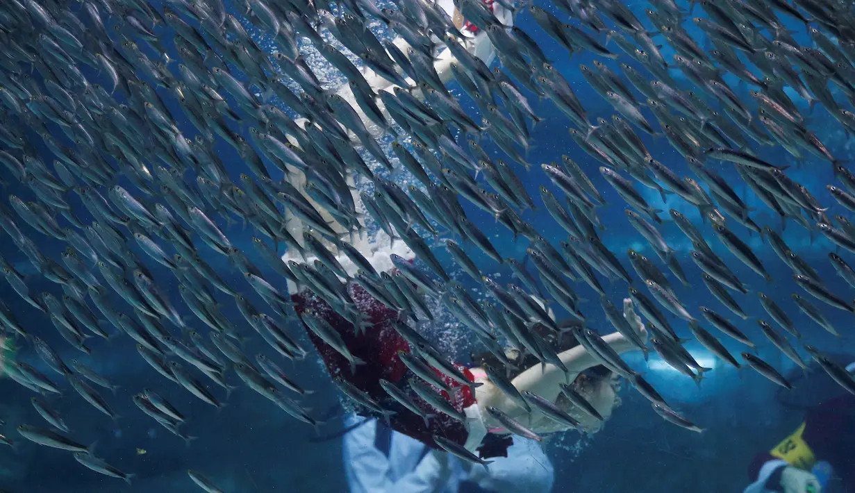 Penyelam wanita mengenakan kostum Santa Claus, berenang di tengah kerumunan ikan sarden saat melakukan aksi promosi untuk perayaan Natal, "Sardines Feeding Show with Santa Claus" di Aquarium Coex di Seoul, Korea Selatan, (17/12). (REUTERS/Kim Hong-Ji)