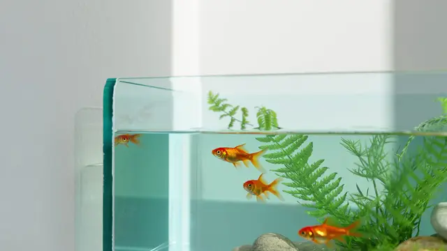 Tren Kolam Ikan Mini Kaca di Teras Rumah yang Simple tapi Elegan (Image by Reve AI)