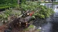 Pohon tumbang. (Reuters)