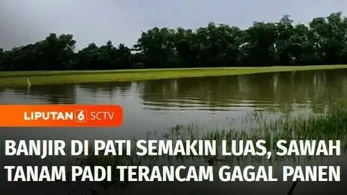 VIDEO: Banjir Semakin Meluas di Pati, Sawah Tanam Padi Terancam Gagal Panen