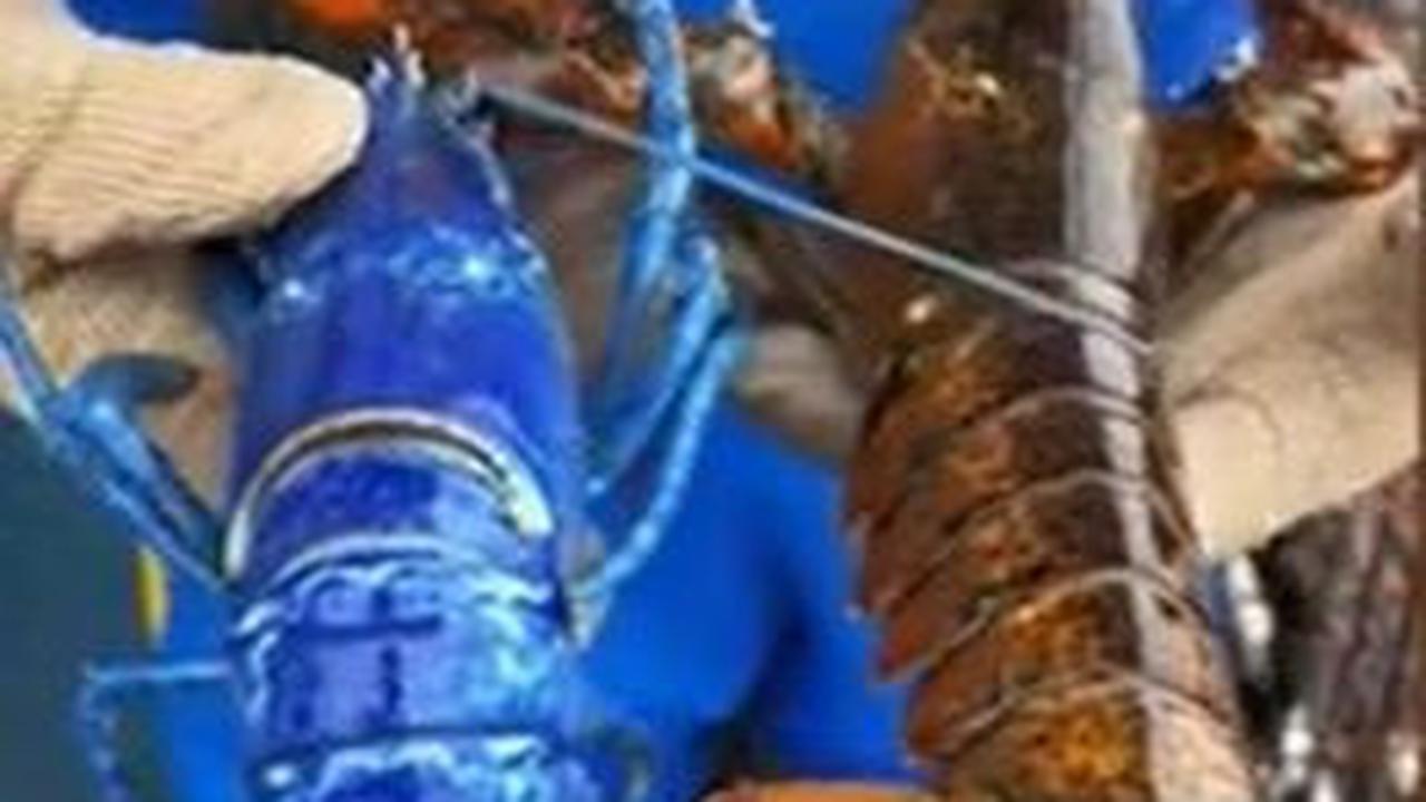 2. Respon Komisi Perdagangan Federal terhadap Temuan Lobster Biru<br>