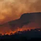 Ilustrasi kebakaran hutan akibat perubahan iklim (Unsplash/Matt Palmer)