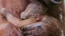 Bayi Orangutan Kalimantan, Fitri saat berada dalam pelukan induknya Eva di Taman Safari Indonesia Cisarua, Bogor, Jawa Barat, Rabu (27/5/2020). Fitri, bayi orangutan berjenis bertina pemberian nama dari Menteri LHK Siti Nurbaya lahir pada hari Senin (25/5) pukul 05.00 WIB (Liputan6.com/Fery Pradolo)