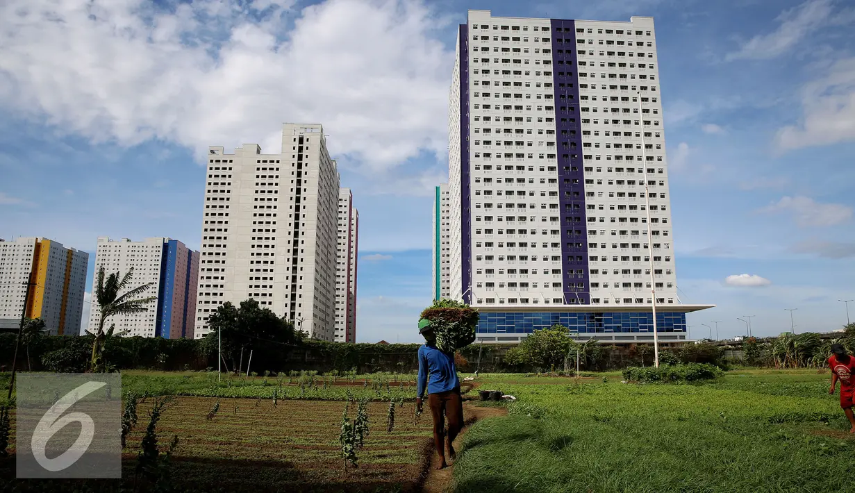 Petani membawa hasil panenannya di lahan pertanian di Jakarta, Selasa (23/12). Di Jakarta memang sangat sulit mendapatkan lahan yang dikhususkan untuk pertanian maupun perkebunan. (Liputan6.com/Johan Tallo)
