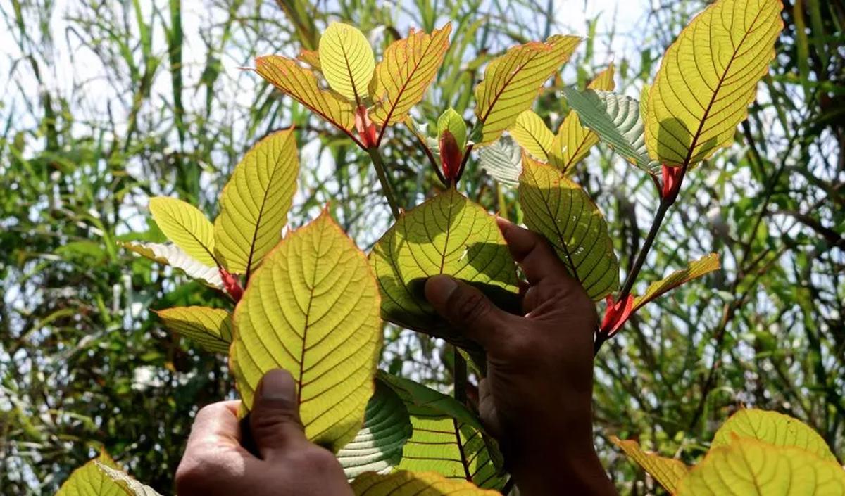 Apa Dampak Kratom pada Tubuh?