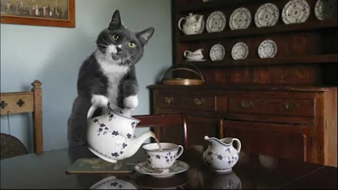 Tak Hanya Manusia, Kucing Juga Miliki Pekerjaan