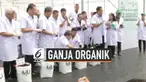 Pemerintah Thailand resmi menanam puluhan ribu bibit ganja organik di Chiang Mai. Penanaman ganja ini dimaksudkan untuk kebutuhan medis.