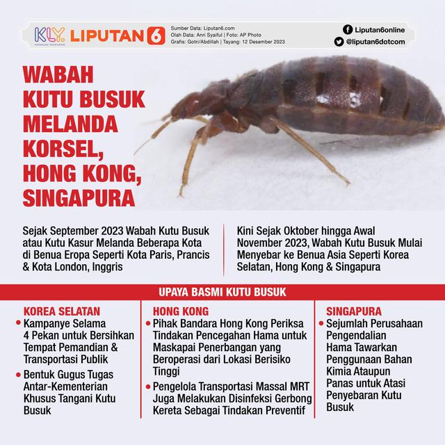 Infografis Wabah Kutu Busuk Melanda Korsel, Hong Kong hingga Singapura