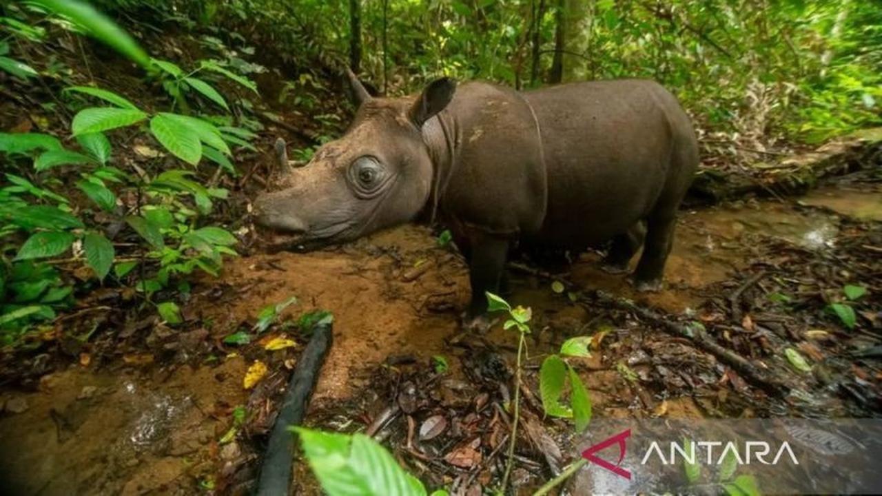 BKSDA Kaltim Gelar Simulasi Transokasi, Jaga Kelestarian Badak Kalimantan dari Kepunahan