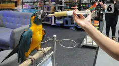 Penggiat hewan eksotis memberi makan burung macaw asal Amerika Selatan dalam acara Exotic Pet Garden di Mall Alam Sutera, Tangerang Selatan, Selasa (16/11/2021). Acara itu menghadirkan berbagai jenis hewan peliharaan baik lokal maupun impor. (merdeka.com/Arie Basuki)