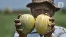 Syafrudin menunjukkan blewah yang matang di pohon di Kabupaten Bekasi, Jawa Barat, Kamis (15/4/2021). Hasil panen biasanya sudah dinanti tengkulak dengan harga jual Rp 5.000 per buah. (merdeka.com/Iqbal S. Nugroho)