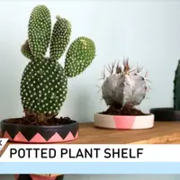 Cara Membuat Rak Tanaman Pot yang Indah. sumberfoto: DW English