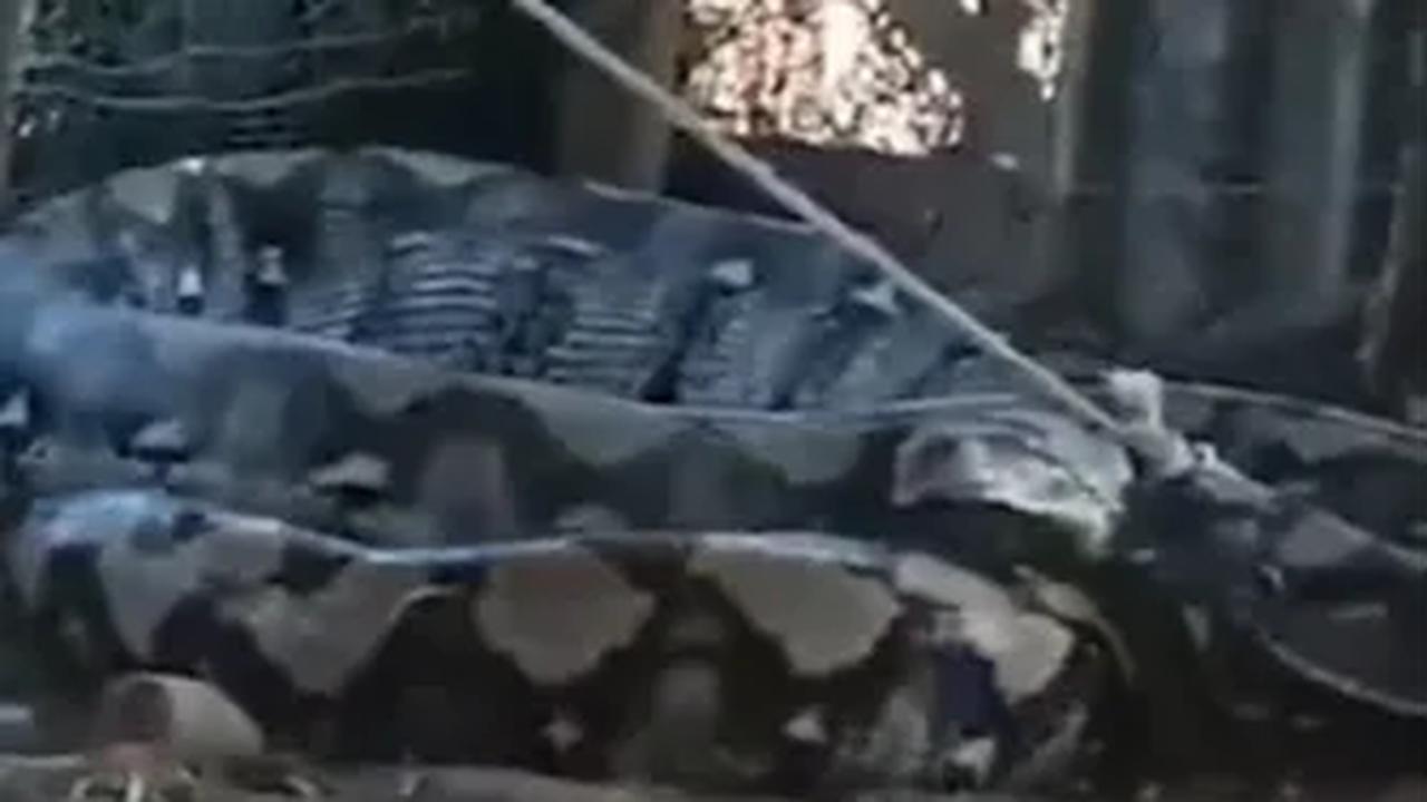 Menurut informasi, ular tersebut baru saja menyantap seekor sapi utuh di kandang.