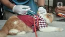 Seekor kucing mendapat suntikan vaksinasi rabies dari dokter Suku Dinas Ketahanan Pangan, Kelautan, dan Pertanian (KPKP) di Taman Pasar Ciplak, Karet, Kuningan, Jakarta, Selasa (30/5/2023). (merdeka.com/Iqbal S. Nugroho)