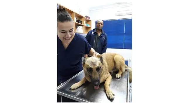 anjing tertusuk demi selamatkan majikan