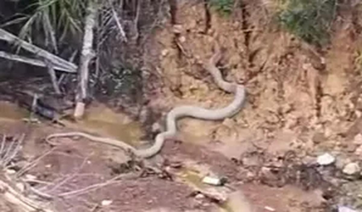 "Mati itu kalau kena patuk ular itu," tegas pria tersebut.