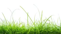 10 Manfaat Rumput Teki Bagi Manusia dan Lingkungan Sekitar, Berikut Pro Kontranya