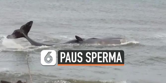 VIDEO: Seekor Paus Sperma Raksasa Terdampar di Pantai Inggris