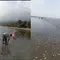 Ribuan Ikan Terdampar di Pantai Kolaka, Apakah Pertanda Bencana
