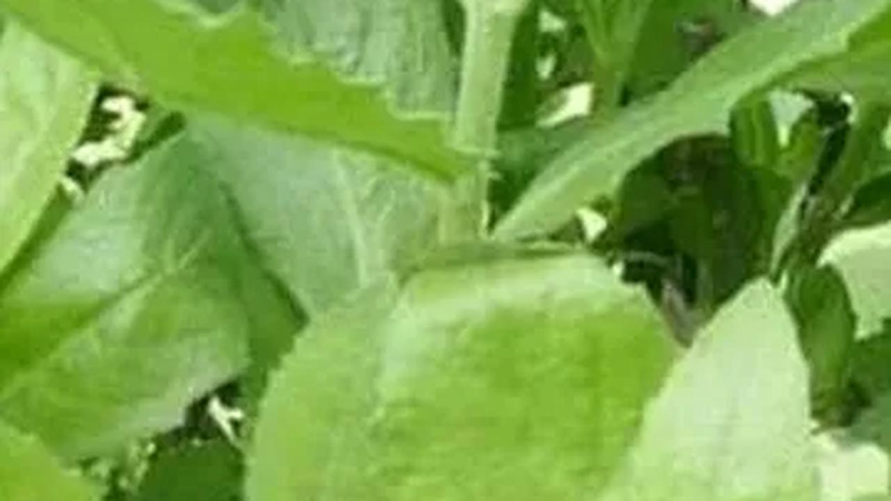 Daun Beluntas: Rahasia Kesehatan Wanita