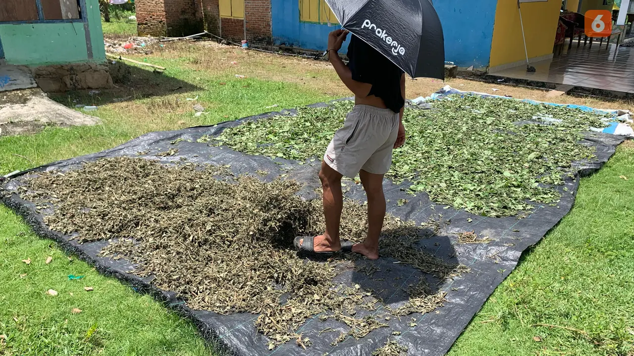 Proses penjemuran nilam