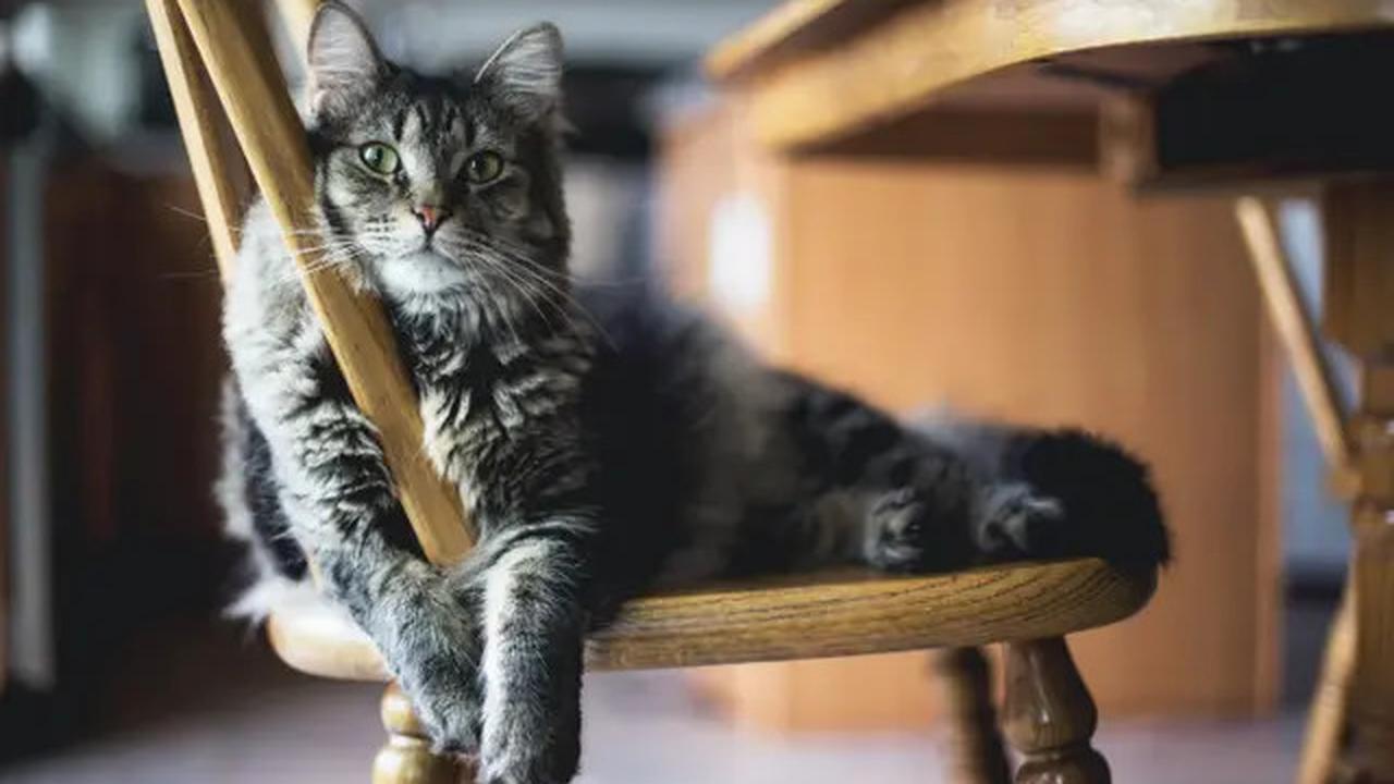 Menurut Studi, Memberi Makan Kucing Secara Berlebihan Ternyata Punya Efek Mengejutkan