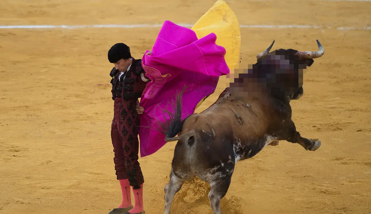 Matador Spanyol Pablo Aguado melakukan operan dengan muleta saat  adu banteng Picassiana di arena adu banteng Malagueta di Malaga, Spanyol (19/8/2019). (AFP Photo/Jorge Guerrero)