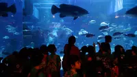 Ikan kerapu giant grouper di Jakarta Aquarium. (Liputan6.com/Johan Tallo)