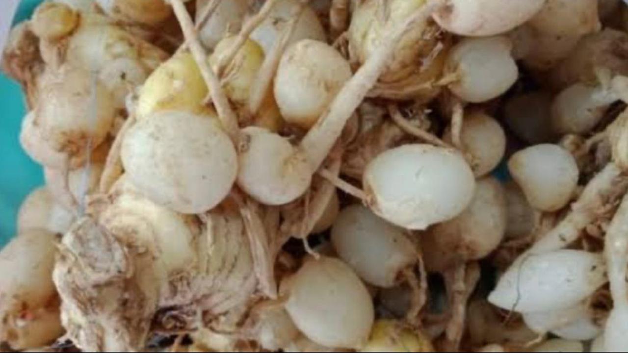 Resep Jamu Kunci Sirih