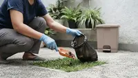 Cara Mengelola Kotoran Hewan di Halaman Rumah agar Tidak Bau dan Mengundang Lalat