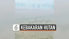 Rombongan kanguru Australi kabur dari hutan habitatnya setelah tempat tinggalnya terbakar api. Sejumlah wilayah di Australia masih mengalami kebakaran hutan hebat hingga saat ini.