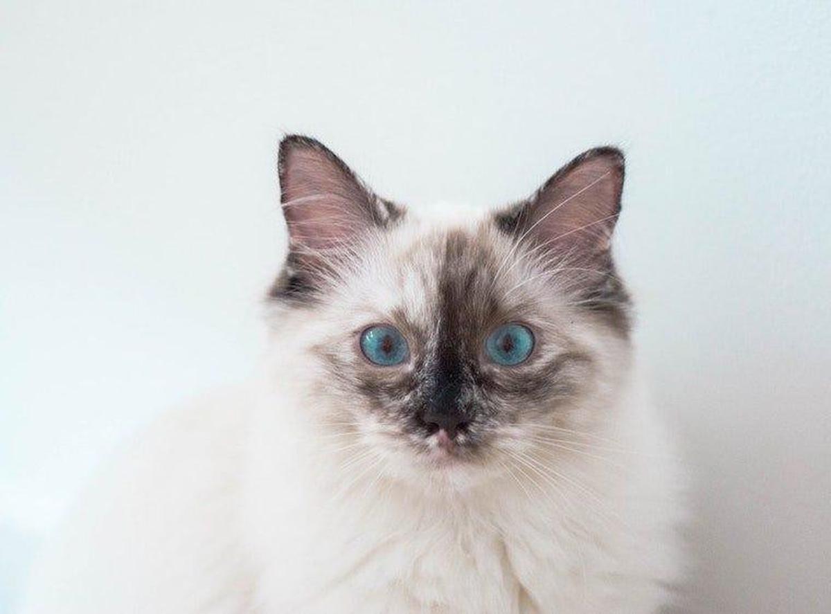 Ilustrasi Kucing Moggy