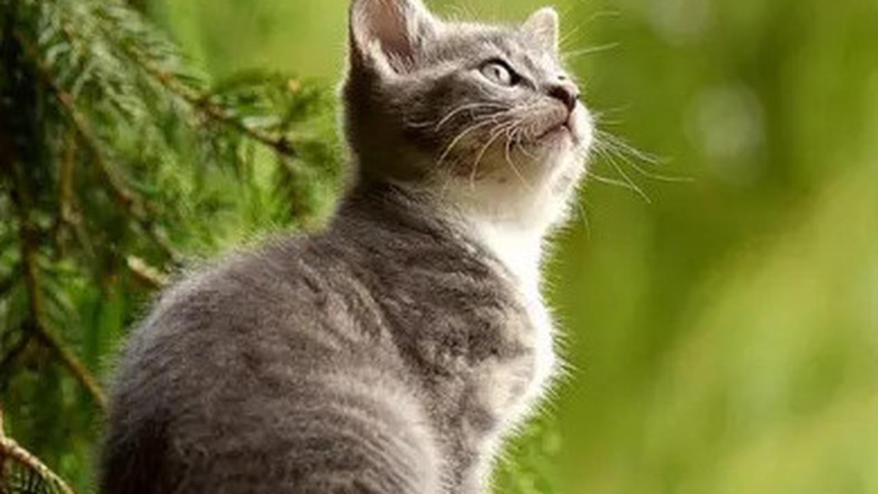 Menurut Studi, Memberi Makan Kucing Secara Berlebihan Ternyata Punya Efek Mengejutkan