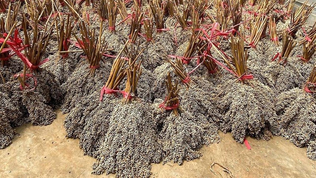 Kolaborasi Strategis PLN EPI, PLN Puslitbang, dan Itera Perkuat Pengembangan Ekosistem Bioenergi Nasional