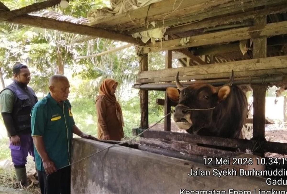 Prabowo Beli Sapi Kurban Seberat 800 Kg di Padang, Beli dari Peternak Lokal Seharga Rp85 Juta