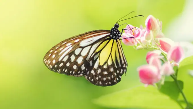 Courtesy ShutterStock.com