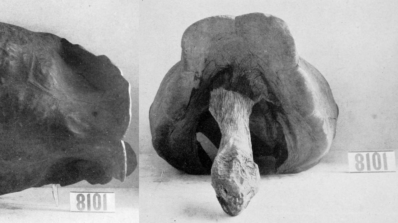 <b>Kura-kura Pulau Fernandina (Chelonoidis phantasticus)</b><br>