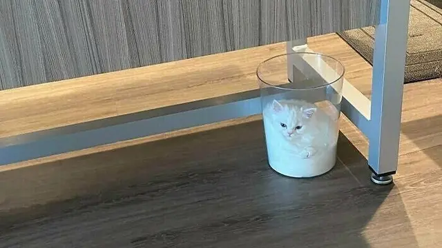Hewan Mirip Makanan Enak