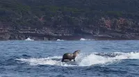 Anjing Laut Ini ' Asik Berseluncur' di Punggung Paus Bungkuk (BBC)