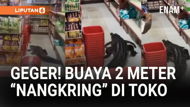 Warga Desa Wayo, Taliabu Barat, Maluku Utara, digegerkan kemunculan buaya besar lebih dari 2 meter yang tiba-tiba masuk ke dalam toko.