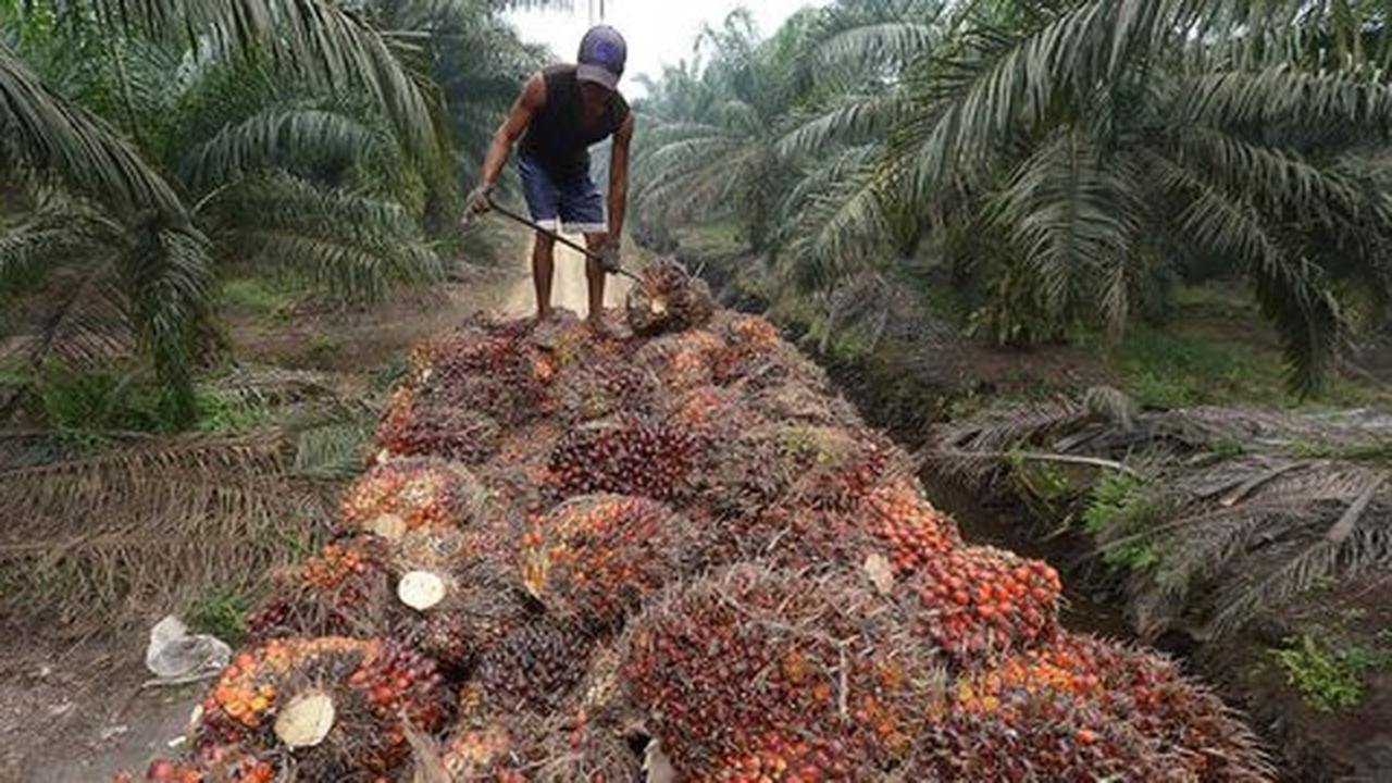 Pemerintah godok aturan usaha perkebunan boleh terima KUR