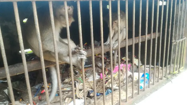 Ilustrasi – Dua ekor monyet tinggal di kandang yang serupa tempat sampah, di Pamandian Air Panas, Cipari, Cilacap, Jawa Tengah, Desember 2017. (Foto: Liputan6.com/Muhamad Ridlo)