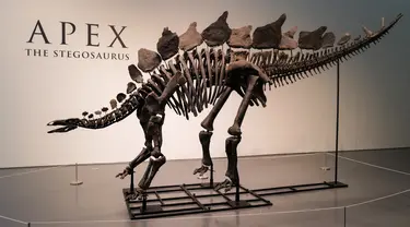 Fosil spesimen Stegosaurus berusia 150 juta tahun dipajang di Sotheby's di New York pada 10 Juli 2024. (Charly TRIBALLEAU / AFP)
