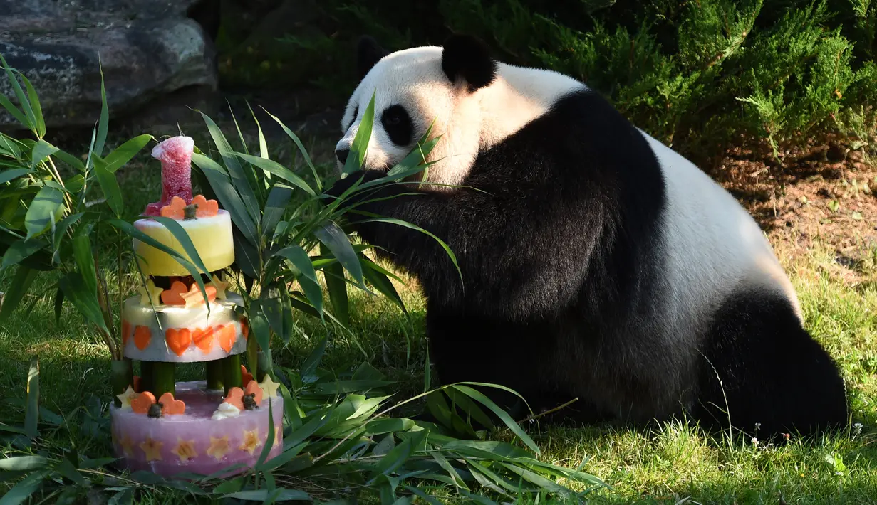 Panda Yuan Meng mendekati kue ulang tahunnya di Kebun Binatang Beauval di Saint-Aignan-sur-Cher, Prancis (4/8). Yuan Meng yang lahir di Prancis saat ini telah berumur satu tahun. (AFP Photo/Guillaume Souvant)