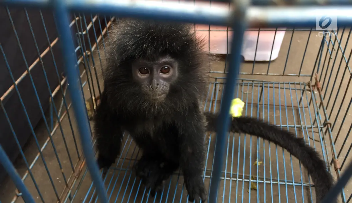 Barang bukti berupa lutung Jawa dalam rilis kasus jual beli satwa liar yang dilindungi di Polda Metro Jaya, Jakarta, Rabu (31/1). Kisaran harga hewan langka yang mereka tawarkan berkisar Rp 2,5 juta hingga Rp 5 juta. (Liputan6.com/Immanuel Antonius)