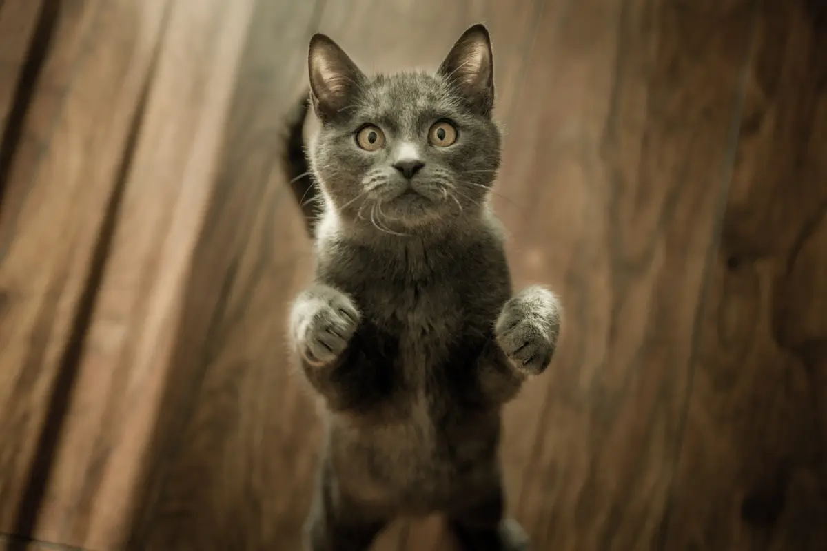 Kucing Flu