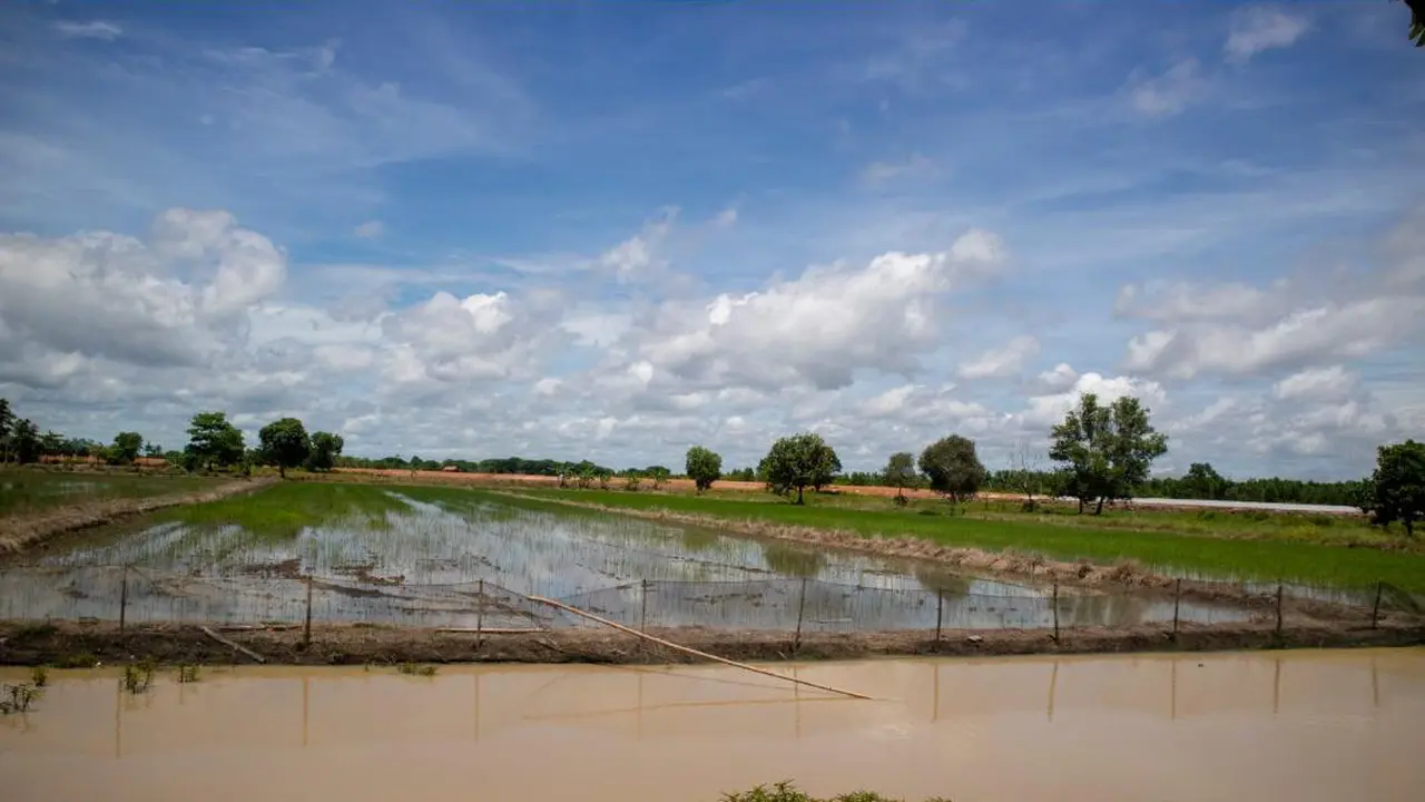 Atasi Kekeringan Samosir, Kementan Siap Berikan Bantuan Mitigasi